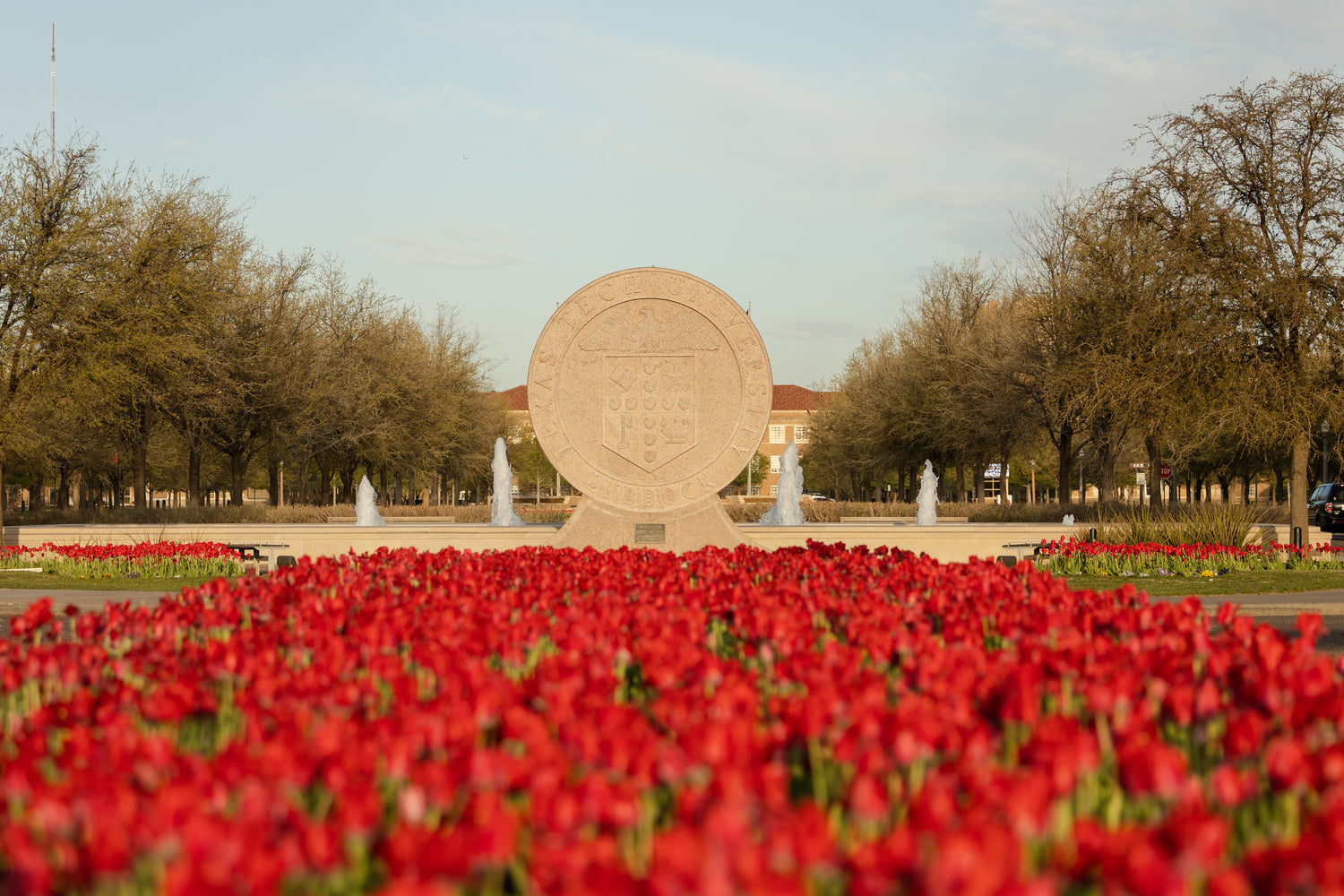 Texas Tech University Seal amongst red tulips in spring.